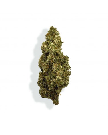 Fleur de CBD - ORANGE BUD